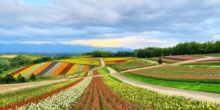  비에이 &amp; 후라노 라벤더와 청의 연못이 있는 곳 사진(출처:트립닷컴)