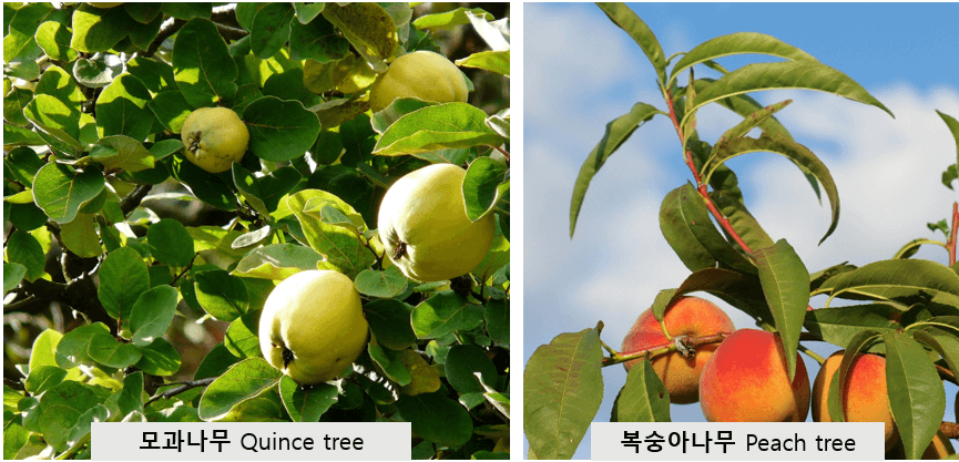 모과나무와-복숭아나무
