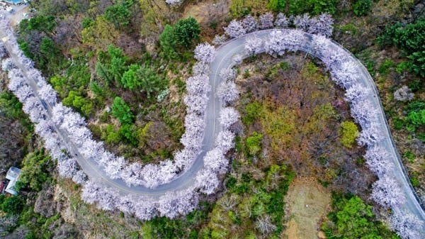 춘천 부귀리 벚꽃 사진