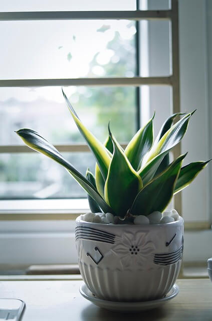 산세베리아 분갈이