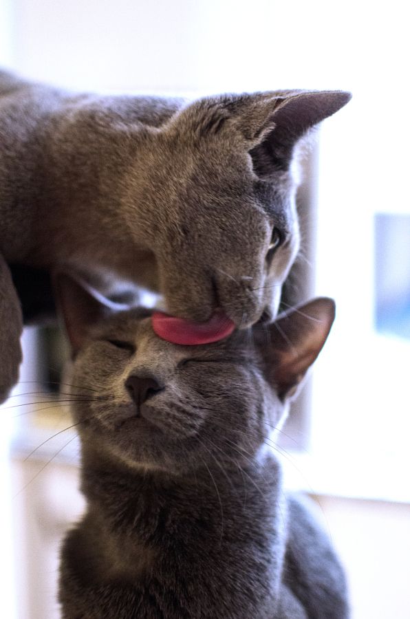 고양이 그루밍