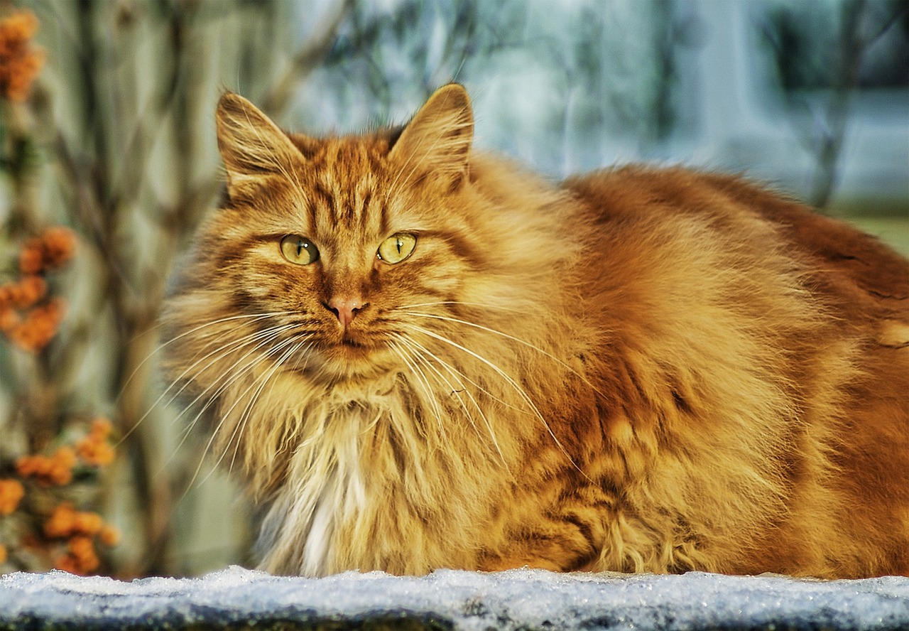 노르웨이 숲(Norwegian Forest)2