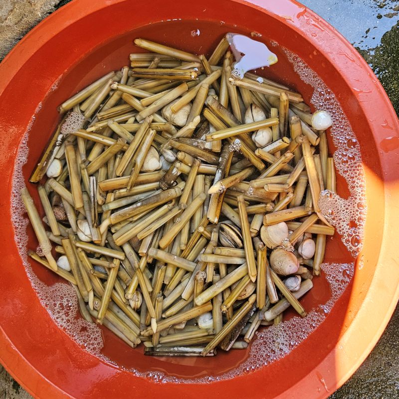 태안 진산리 어촌계에서 잡은 맛조개와 동죽들