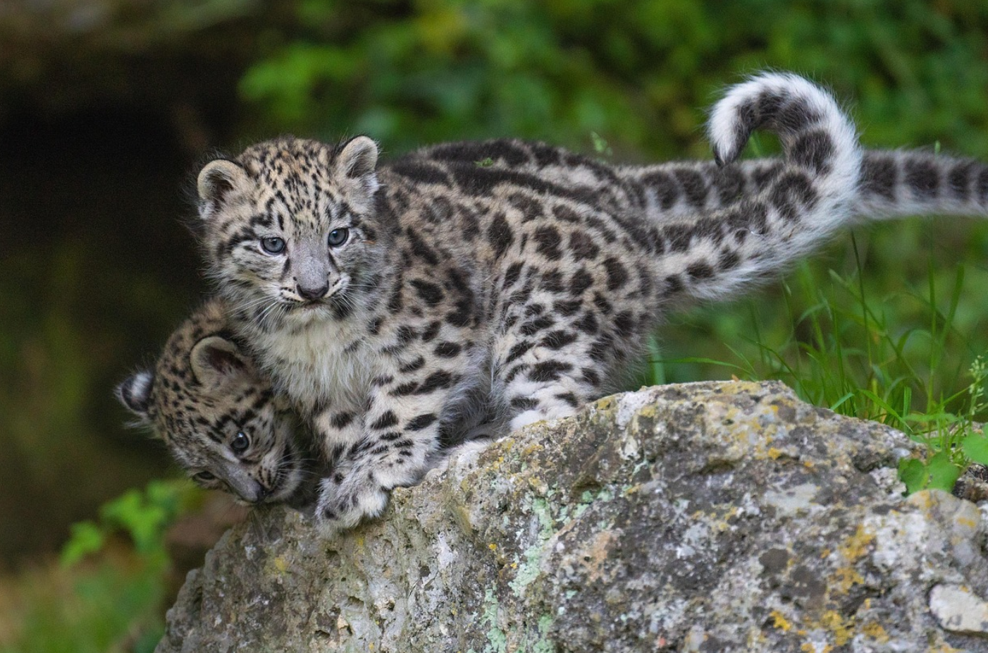 신비로운 산의 정령, ‘눈표범(설표)’ 고요한 절벽 위에서 이어지는 생존의 이야기