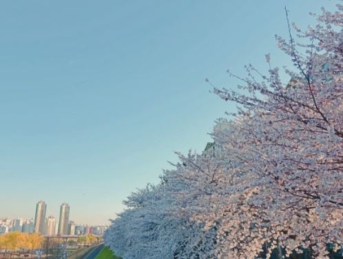 한강 벚꽃