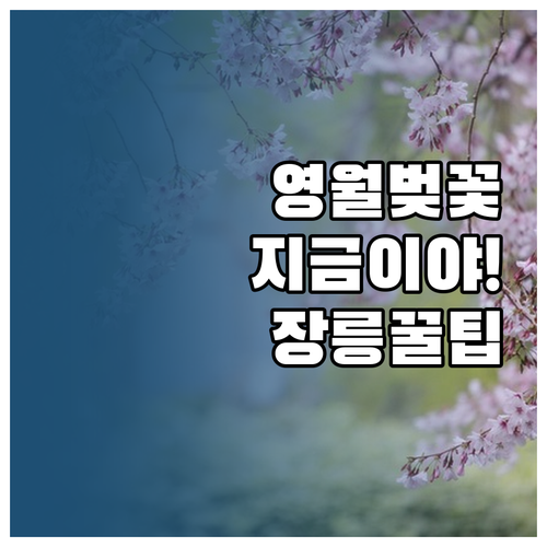 영월 동강 벚꽃 개화 시기 및 장릉 ..