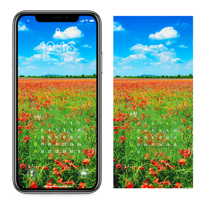 06 푸른하늘과 꽃양귀비 들판 AB - 2025년5월 아이폰달력배경화면