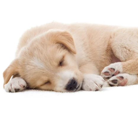 강아지가 갑자기 토했어요 괜찮을까요? 구토 원인과 소화불량 대처법