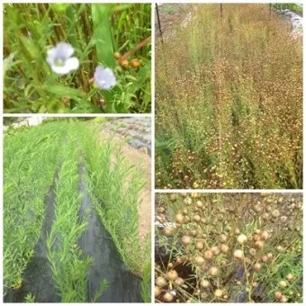 아마 재배 파종 시기 잡초 관리 섬유용 수확_6