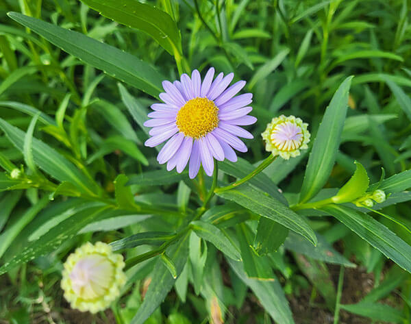 일주론 - 병인