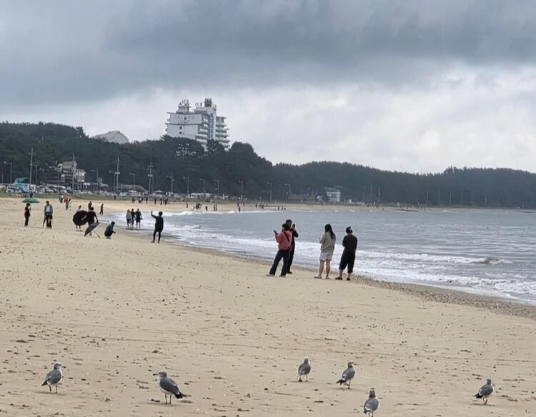 꽃지해수욕장 모래사장 위 갈매기와 바다를 바라보는 여행객들