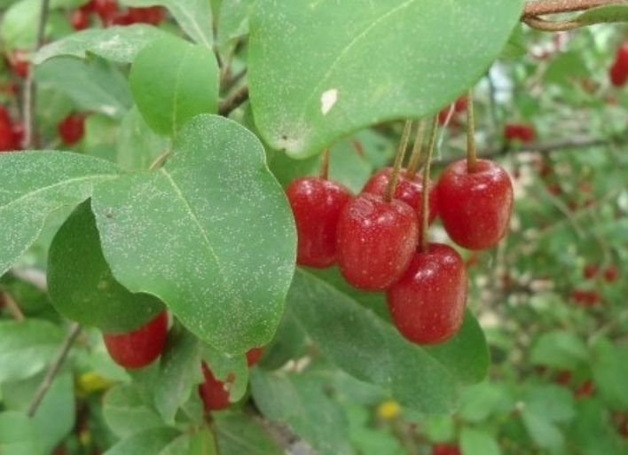 보리수-열매-효능-부작용-하루-섭취량-관련-사진