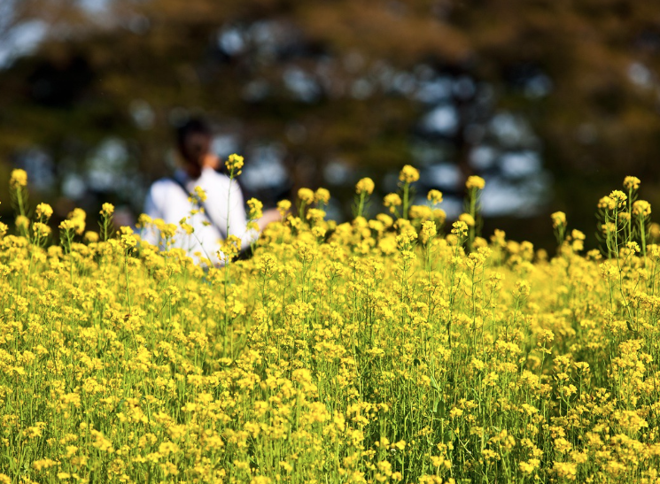 2025 구리 유채꽃축제