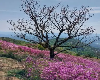 황매산 철쭉축제_19