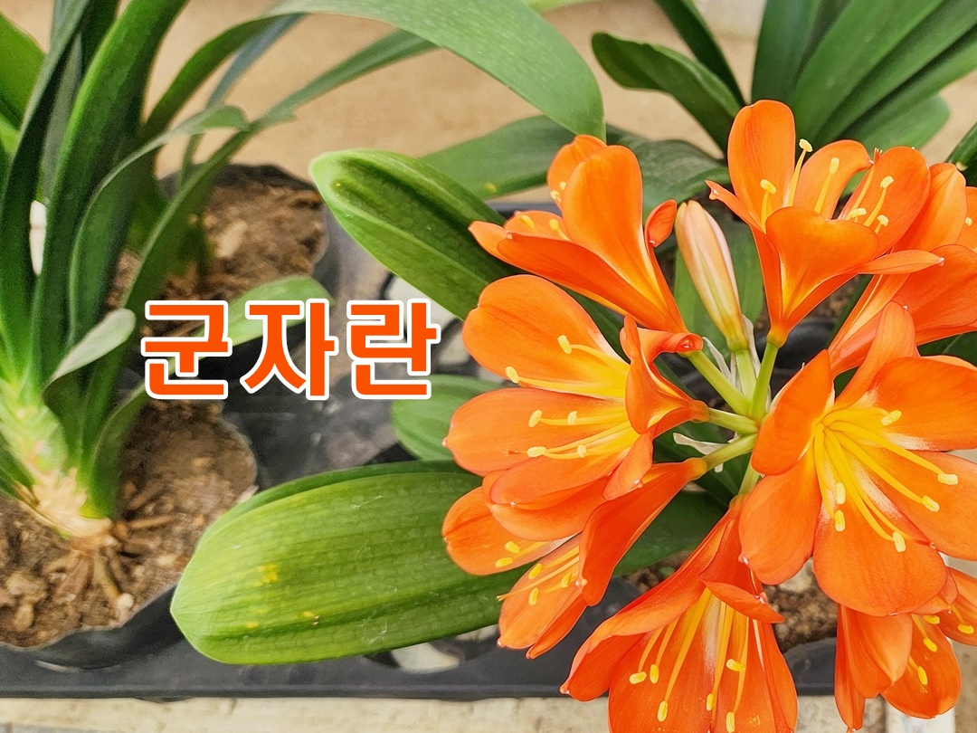 군자란