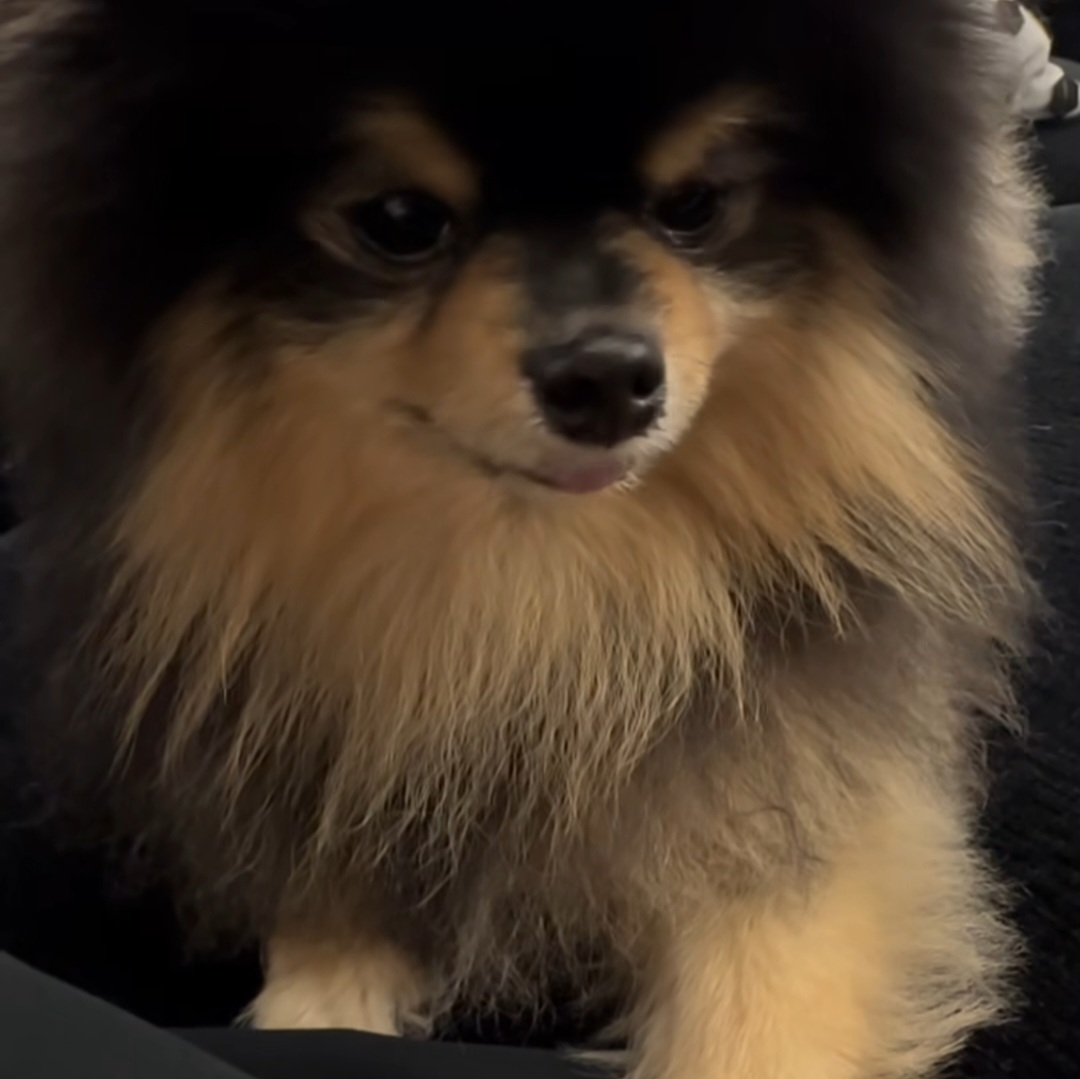 뷔 반려견 연탄이