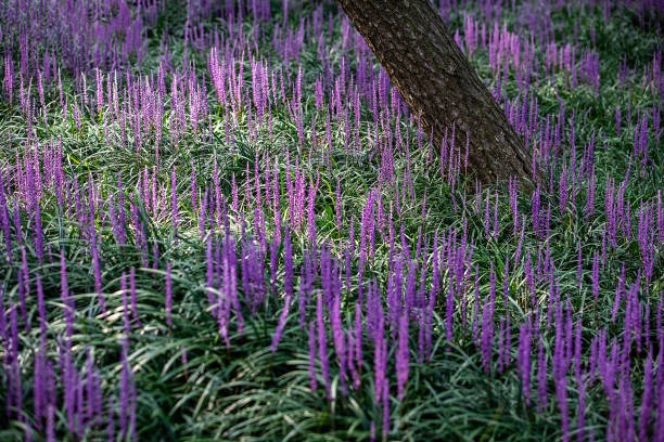 서천 장항 송림산림욕장 스카이워크