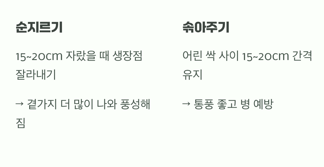 더욱 풍성한 꽃을 위한 작은 비밀