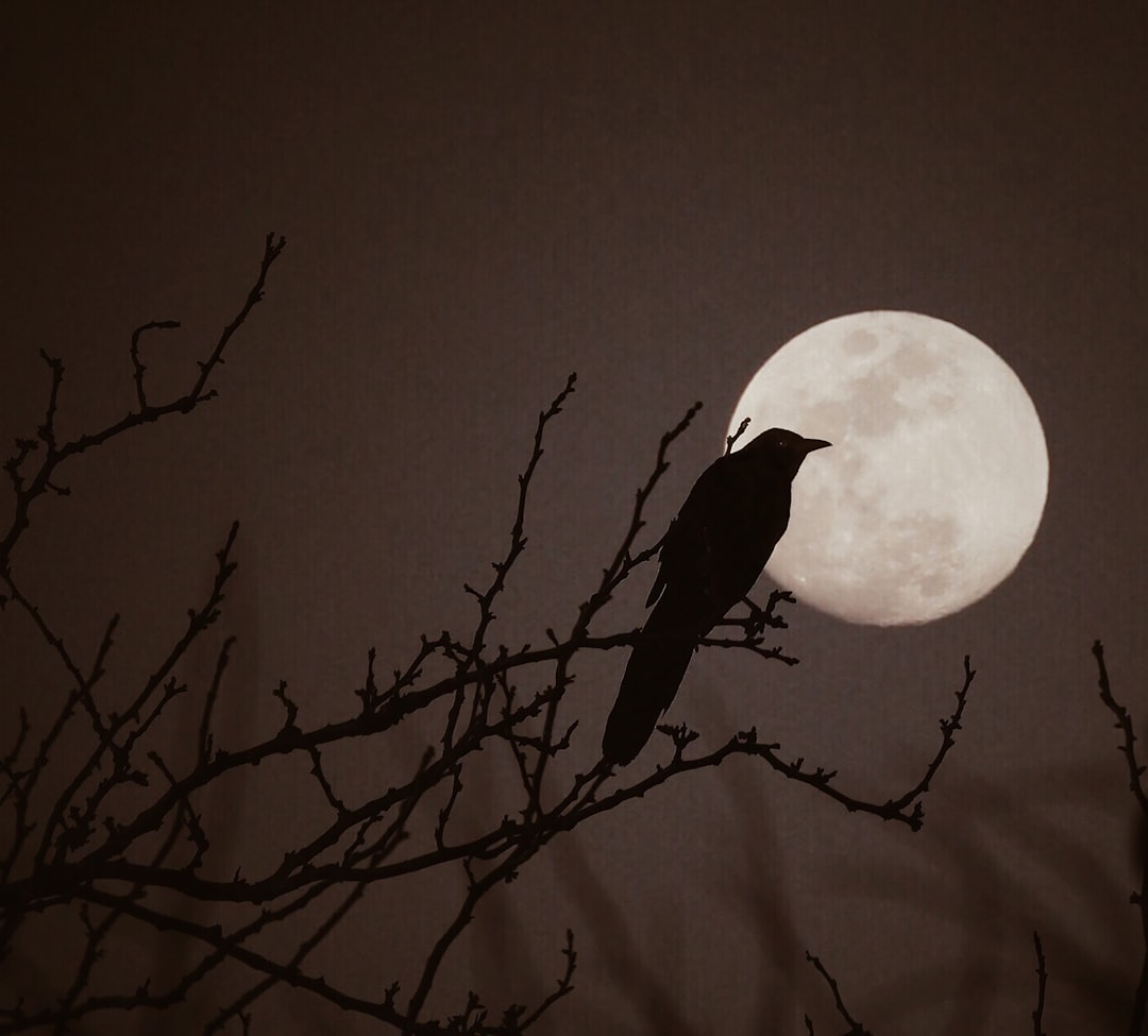 Full Moon