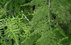 천문동 효능 부작용