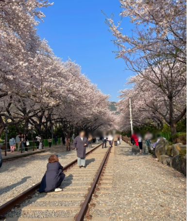 진해군항제