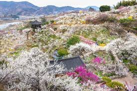 광양매화축제 기간 및 주차장 안내