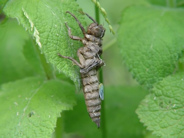 hexapod