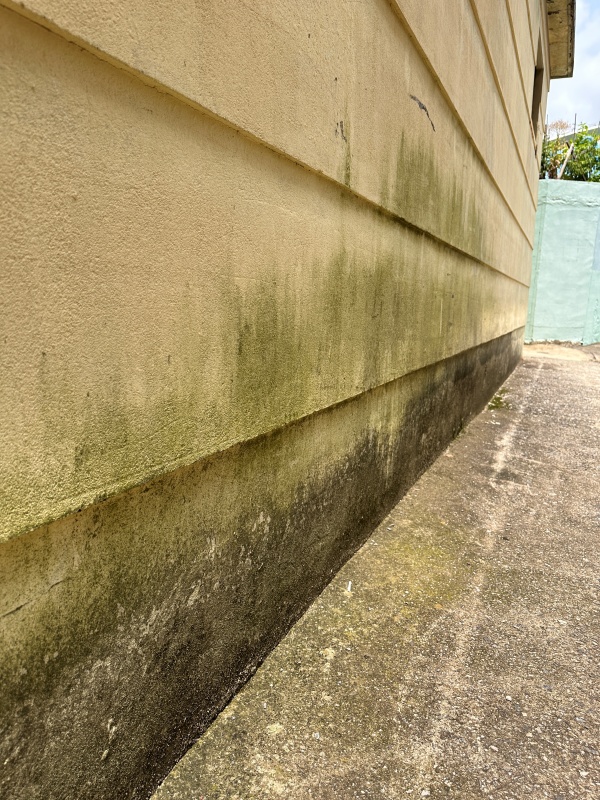 벽면 이끼가 가득하다