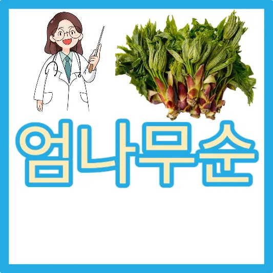 참두릅 땅두릅 개두릅 두릅 엄나무순 효능 엄나무순 먹는 법 엄나무순 가격