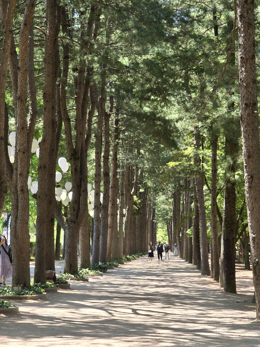 남이섬 메타세쿼이아 길 이미지