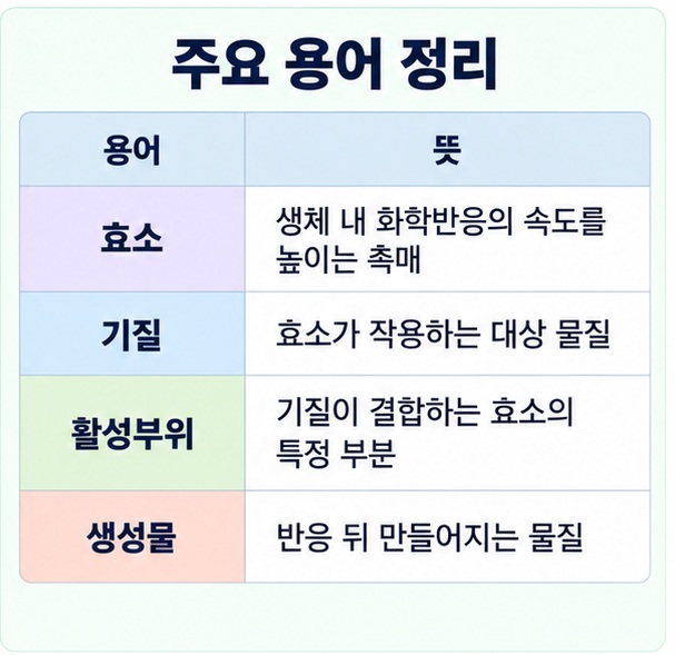 효소 기질 활성부위 생성물의 관계를 표로 정리한 이미지