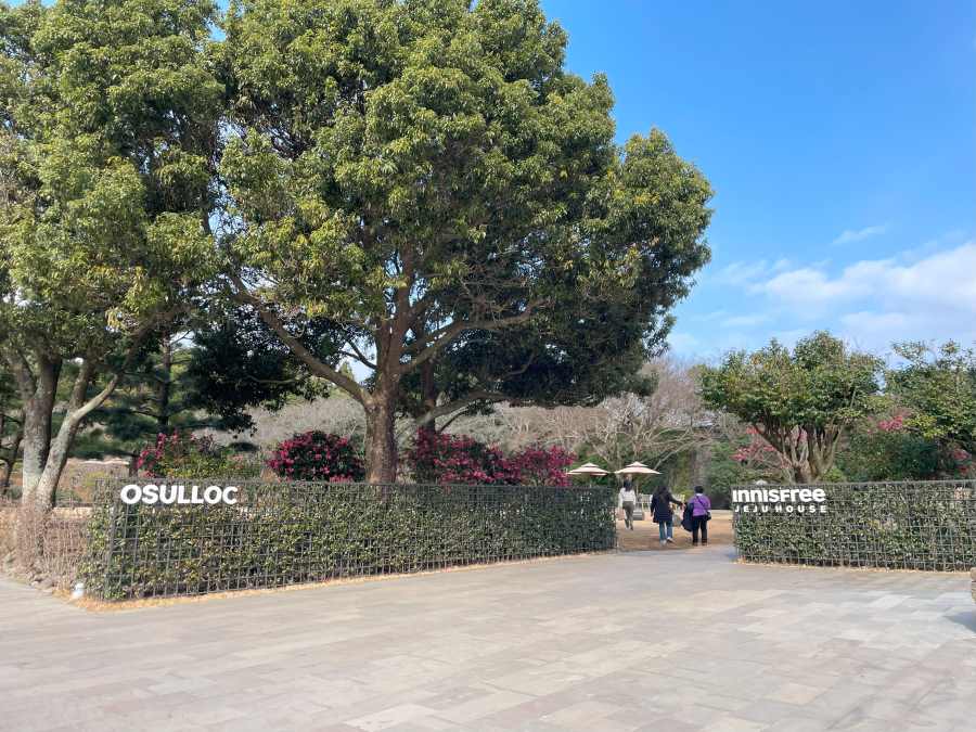 제주-오설록-이니스프리-후기