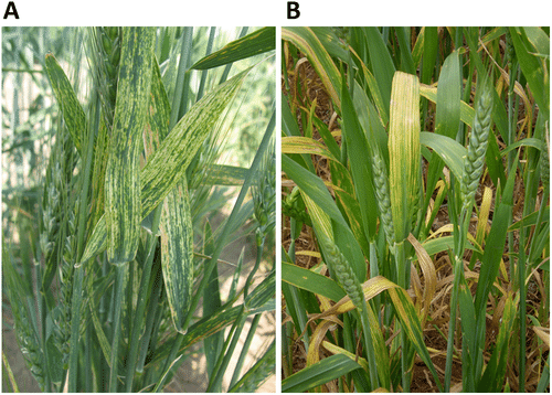 퓨로바이러스 모자이크병