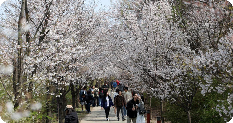 여의도 윤중로 벚꽃