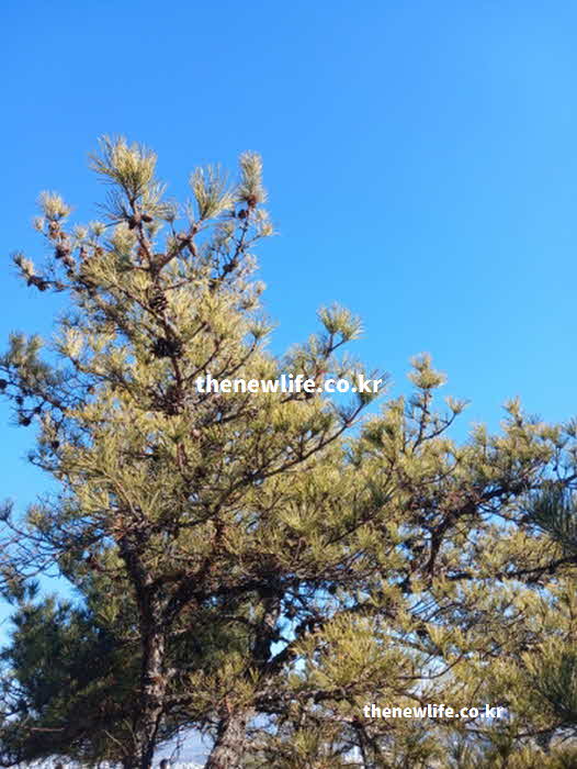솔잎 효능 먹는방법 송진