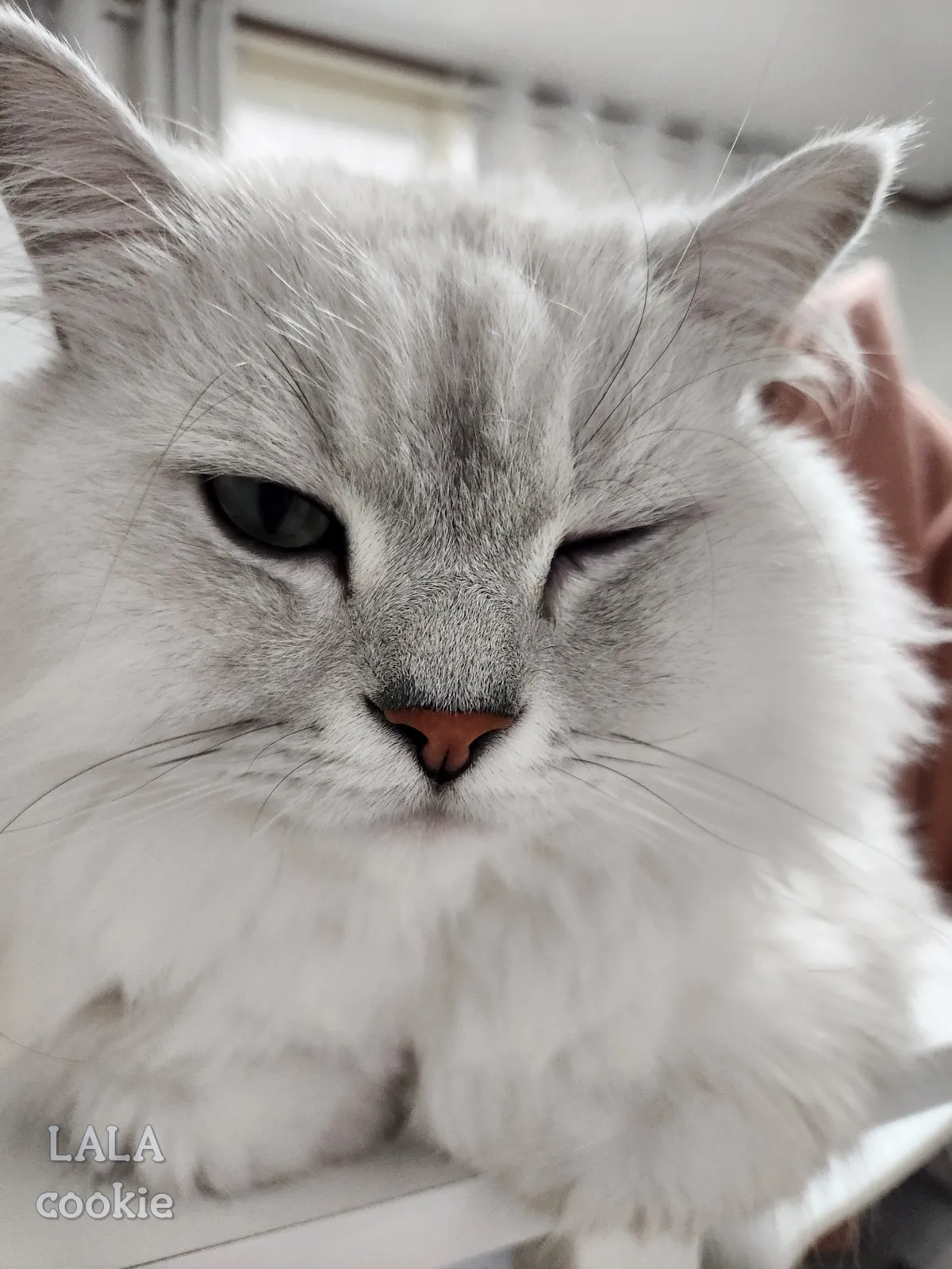 고양이-눈병-결막염-각막염-증상-눈물나는-중