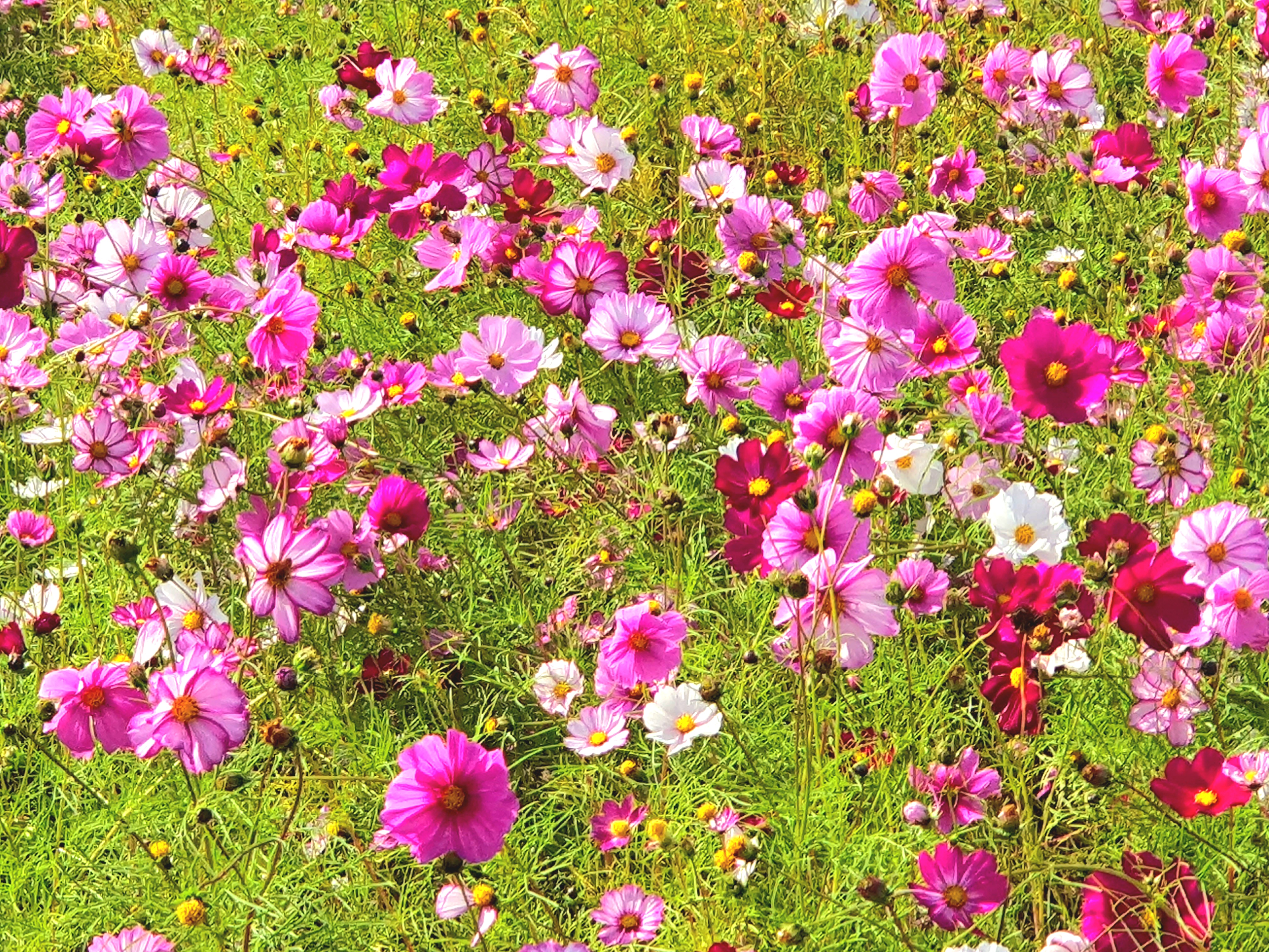코스모스가-엄청-많았어요.