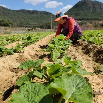 우엉 재배 깊이 갈기 직파 요령 곧게 키우기_9