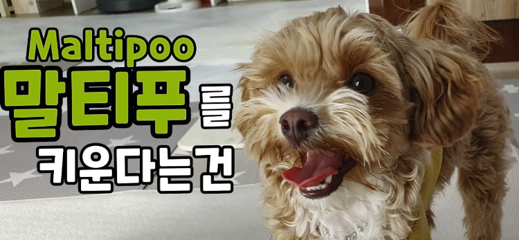 말티푸: 사랑스러운 외모와 활기찬 성격의 결합