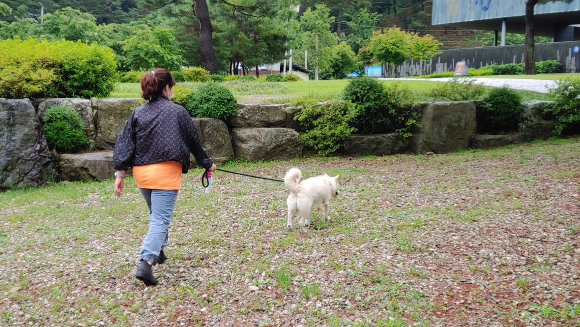들판을 산책하는 강아지