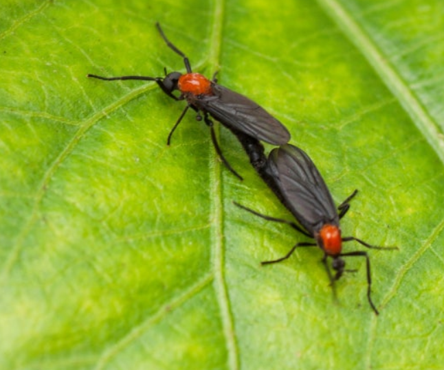 러브버그-퇴치-방법-관련-사진