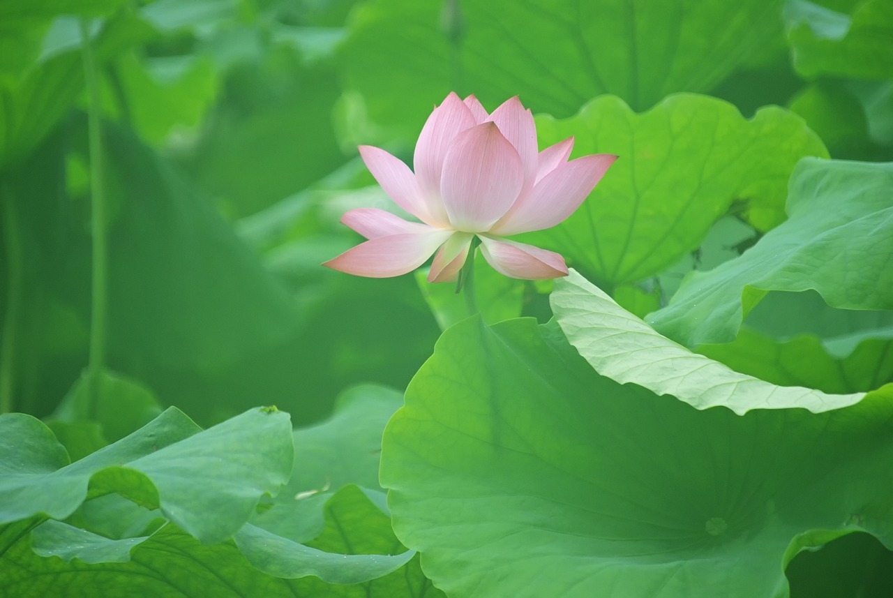 양평 세미원 연꽃