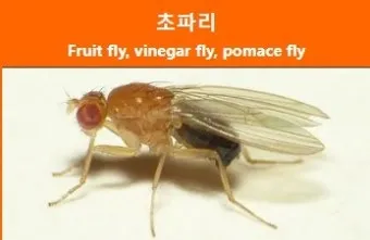 초파리 없애는 방법 효과 만점 초파리 트랩 만들기_50