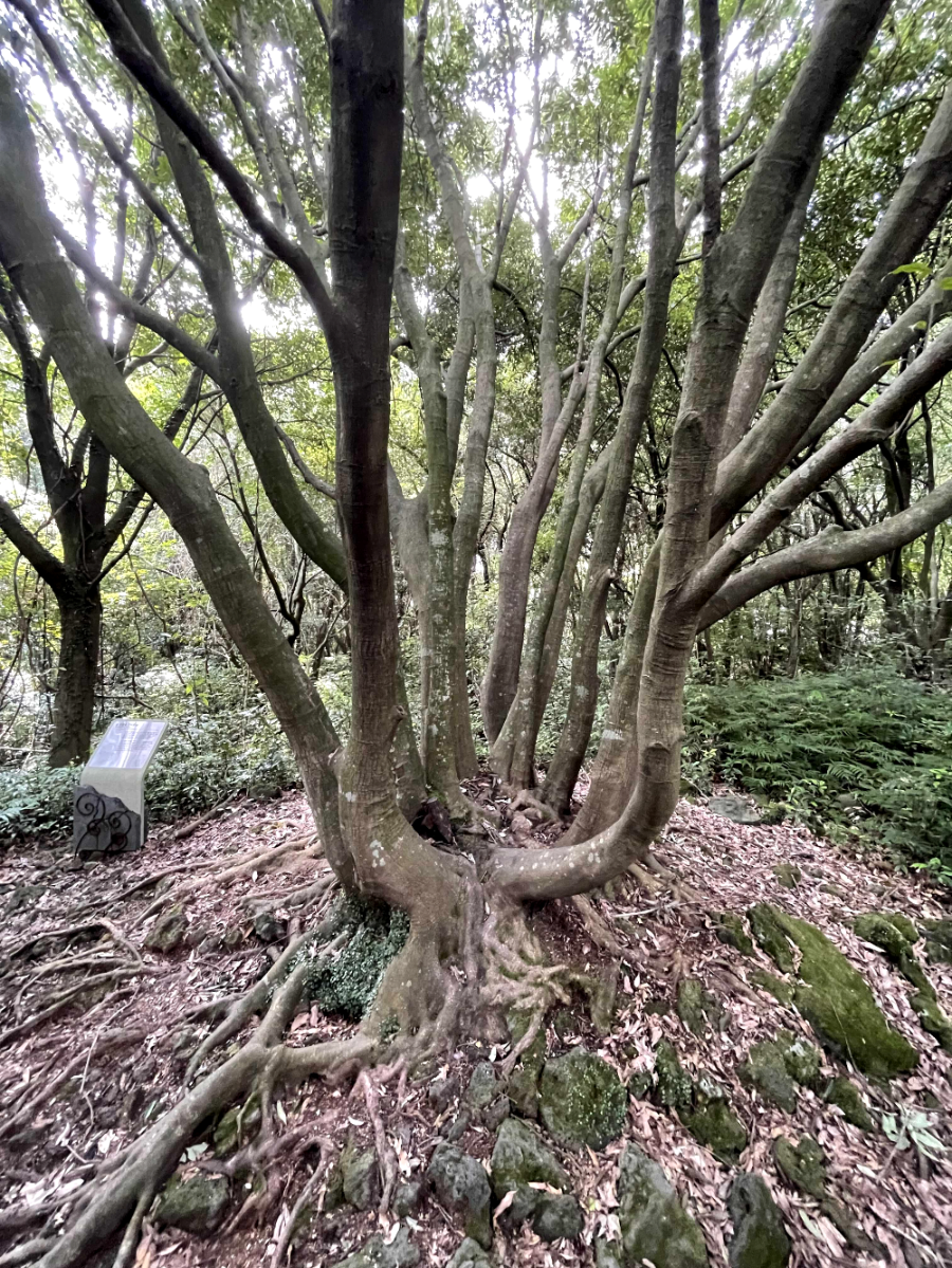 제주 곶자왈 도립공원
