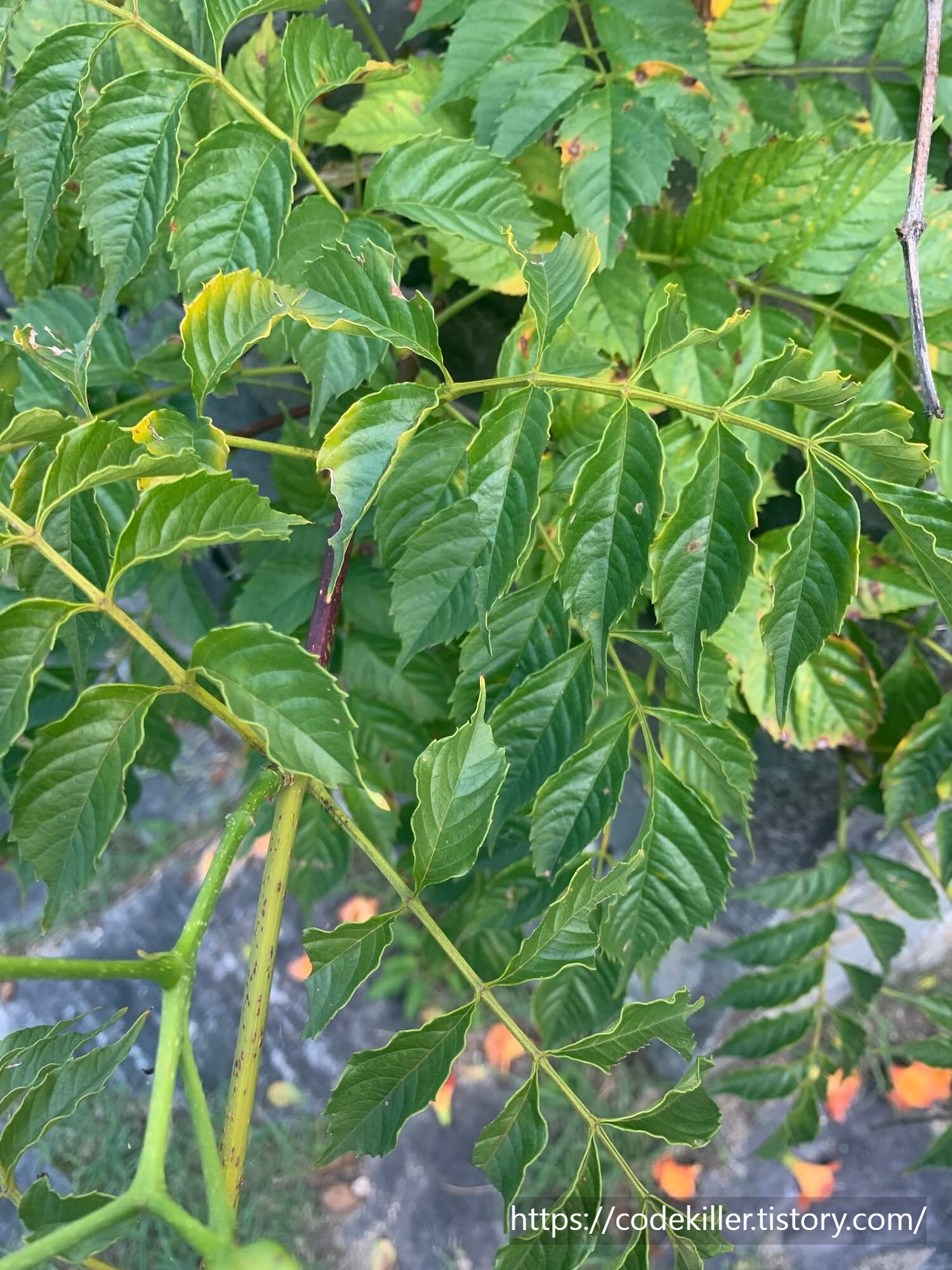 황학산 수목원 능소화