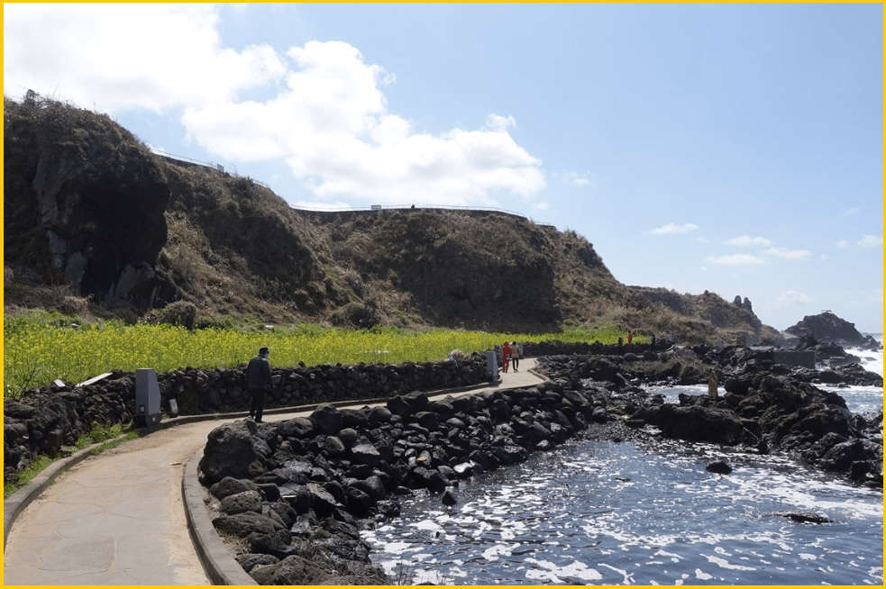 24년-유채꽃명소-가는길-안내