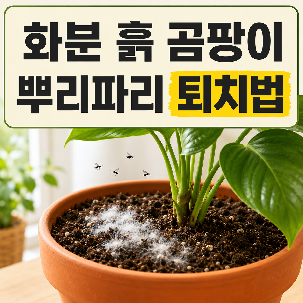 화분 흙 곰팡이와 뿌리파리 완벽 퇴치법: 천연 방제 vs 약제 비교