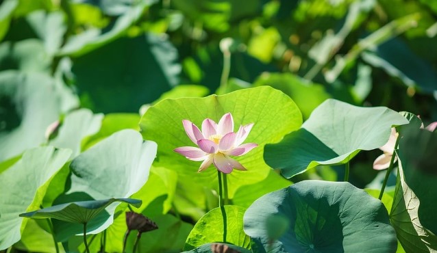 전국 연꽃 축제