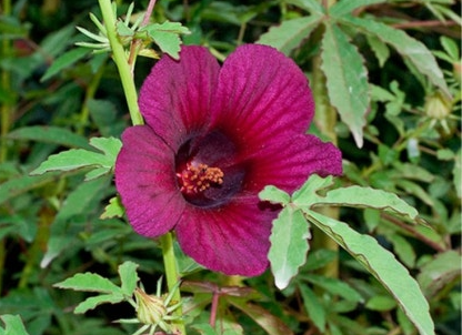 히비스커스의 동남아