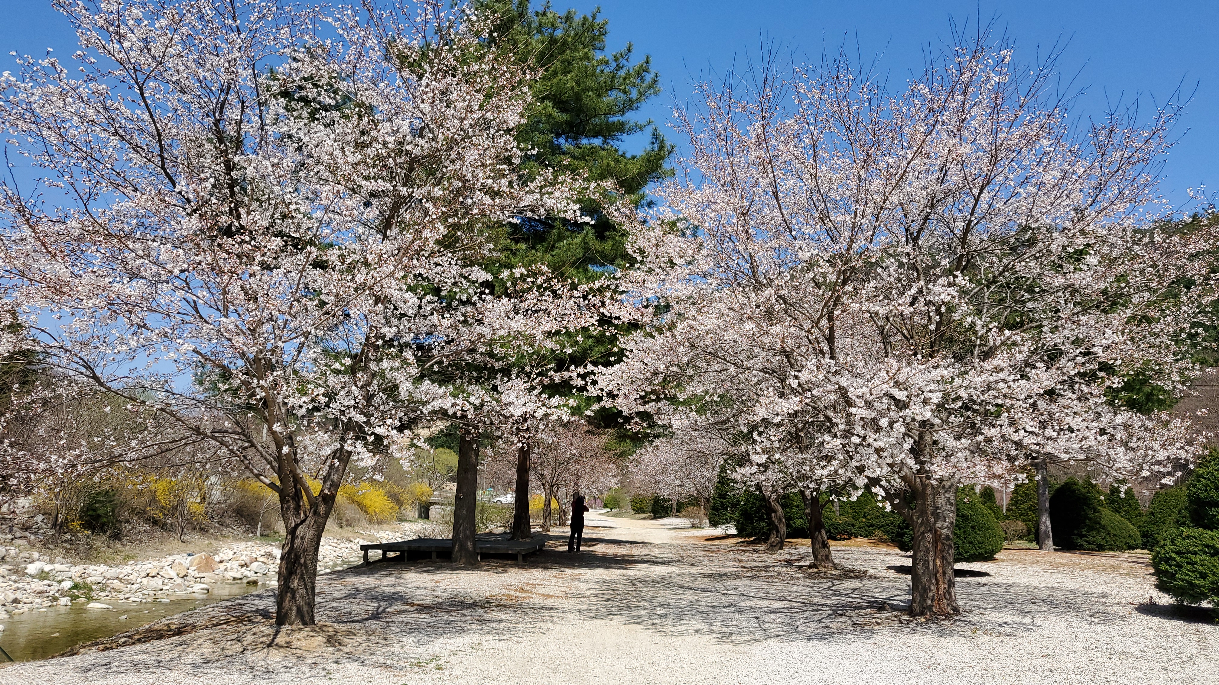 벚꽃 캠핑장